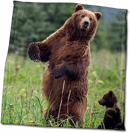 3Droza Danita Delimont - Medvjedi - SAD, jugoistok Aljaska, smeđi medvjed i mladunče. - Ručnici