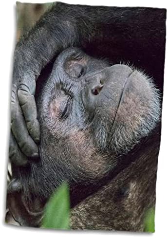 3Droza Afrika, Uganda, Kibale Forest NP. Čimpanzee spavaju. - Ručnici